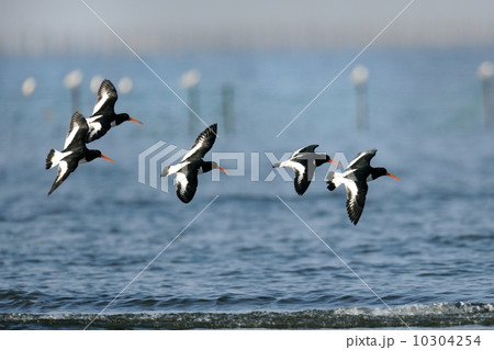 ミヤコドリ 10304254