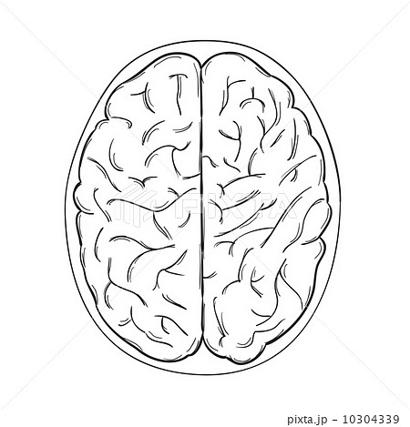 human brain human brain 10304339
