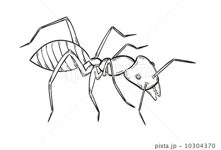 Sketch Of The Antのイラスト素材