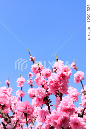 桃の花の背景 10304526