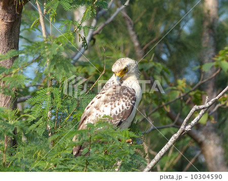 カンムリワシ幼鳥 カンムリワシ幼鳥 10304590