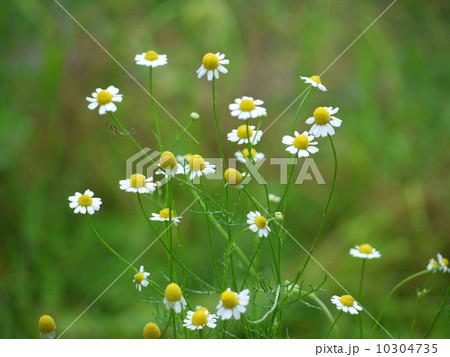 雨の日のカモミール 10304735