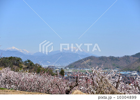 千曲市森あんずの里 10304899