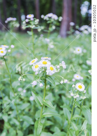Flower of Erigeron,in Takanodai Park,Tokyo,Japan 10305032