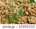 トマト 10305333