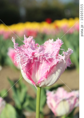 チューリップ 10305355