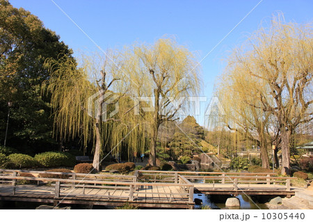 堺市大仙公園内日本庭園の柳の木の写真素材