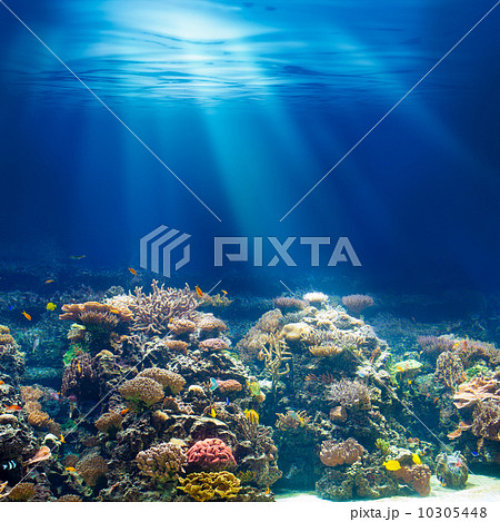 Sea or ocean underwater coral reef snorkeling or diving backgrou Sea or ocean underwater coral reef snorkeling or diving backgrou 10305448