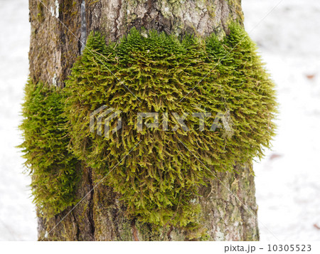mosses and lichens on tree mosses and lichens on tree 10305523