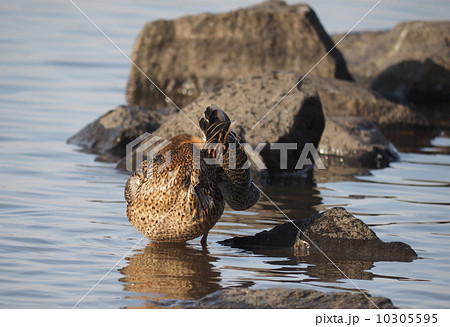 duck swims in the lake duck swims in the lake 10305595