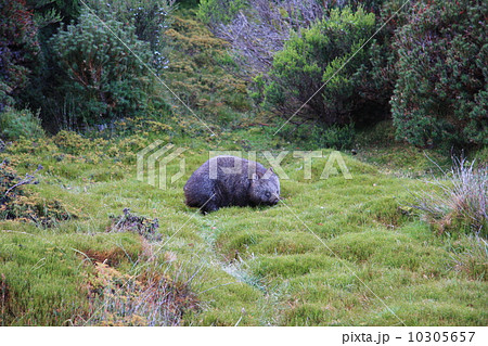タスマニアの野生のウォンバット 10305657