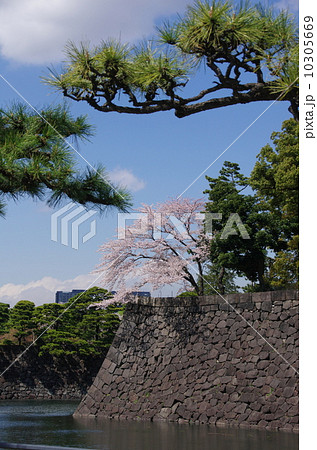 皇居の桜 10305669