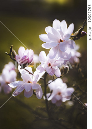 magnolia flower in the park on dark background magnolia flower in the park on dark background 10305768