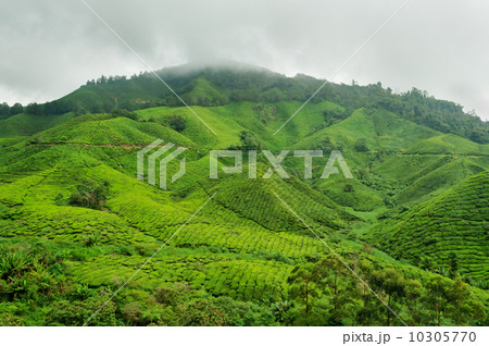 Tea plantation Tea plantation 10305770
