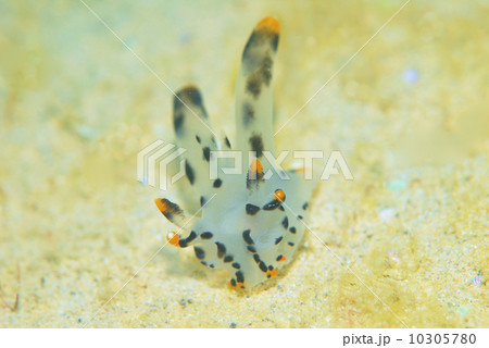 ウミウシ 10305780