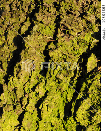 bark. background 10305863