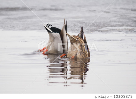 ducks swim upside down 10305875
