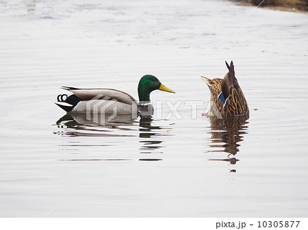 ducks swim upside down ducks swim upside down 10305877
