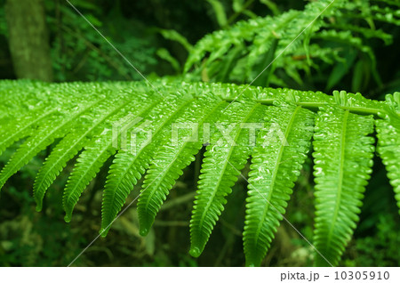 Fern leaf with water drops Fern leaf with water drops 10305910