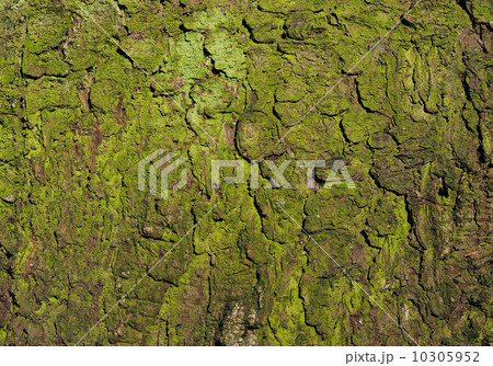 bark. background bark. background 10305952
