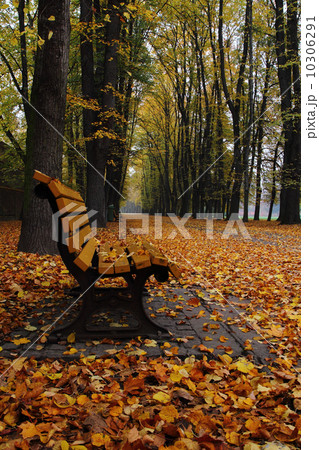 bench in the autumn park 10306291