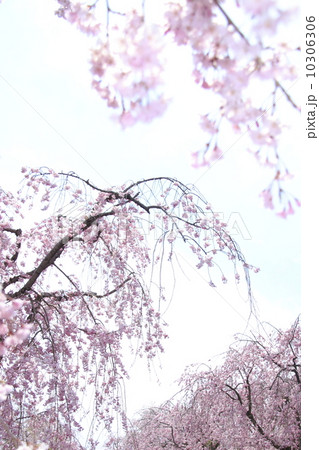 枝垂れ桜 枝垂れ桜 10306306