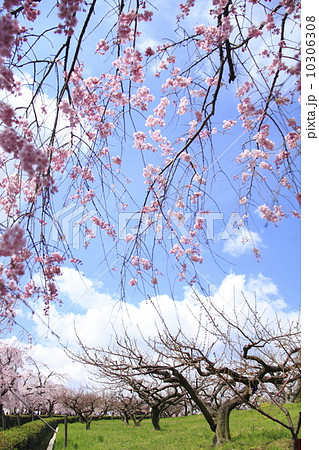 枝垂れ桜 枝垂れ桜 10306308