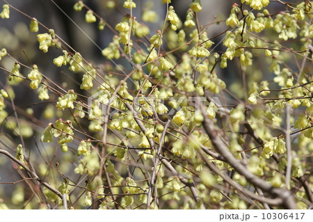 ヒュウガミズキ 10306417