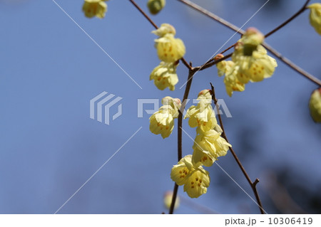 ヒュウガミズキ 10306419