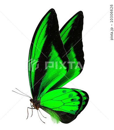 beautiful butterfly isolated on white 10306626