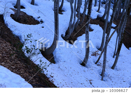 ブナ林と根回り穴 10306627