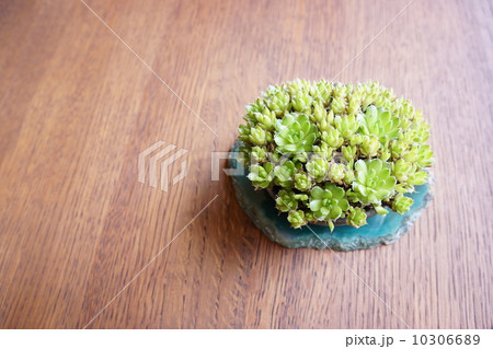 多肉植物 ツメレンゲ 草物盆栽 多肉植物 ツメレンゲ 草物盆栽 10306689