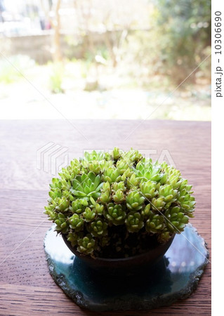 多肉植物 ツメレンゲ 草物盆栽 多肉植物 ツメレンゲ 草物盆栽 10306690