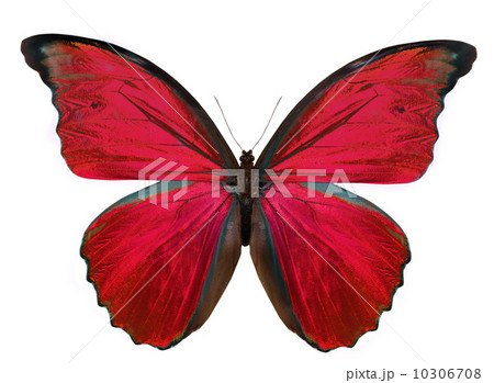 beautiful butterfly isolated on white beautiful butterfly isolated on white 10306708