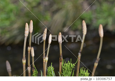 ツクシ(土筆) ツクシ(土筆) 10306757