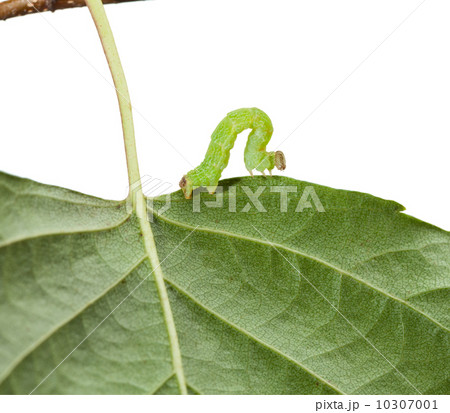 Macro of codling moth caterpillar Macro of codling moth caterpillar 10307001