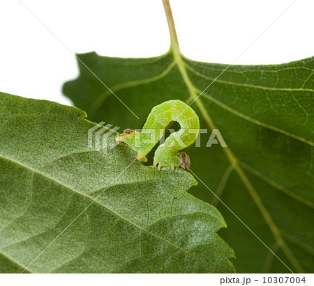 Macro of green inchworm on birch leaf 10307004