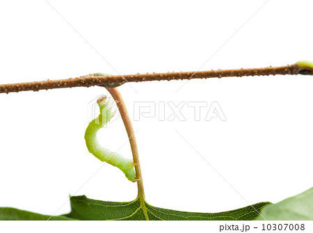 Inchworm climbing on birch twig Inchworm climbing on birch twig 10307008