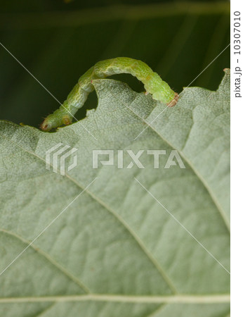 Inchworm on birch leaf Inchworm on birch leaf 10307010