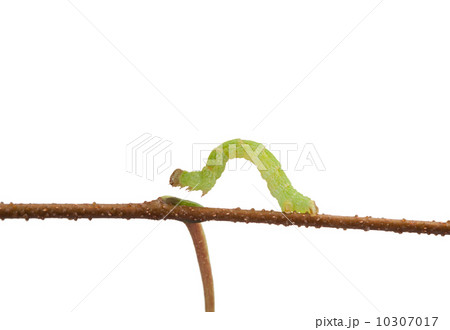 Macro of inchworm isolated on white Macro of inchworm isolated on white 10307017