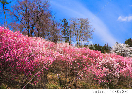 アカヤシオの咲く丘 10307070