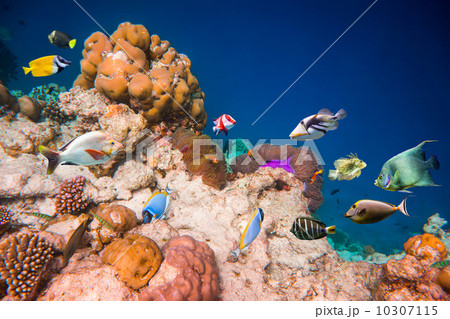 Tropical Coral Reef. Tropical Coral Reef. 10307115