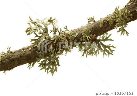 Lichen on tree twig 10307153