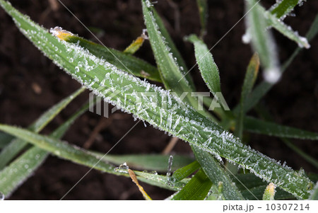 Rime sparkle crystals on frozen green grass 10307214
