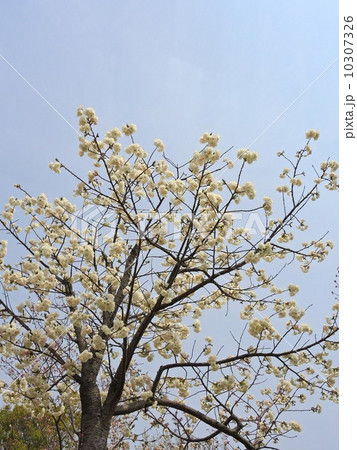 シロタエ 10307326