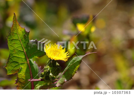 4月花　オニノゲシ・キク科12 10307363