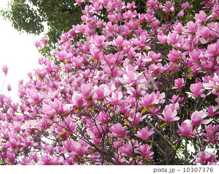 紫木蓮の花 10307376