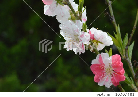 桃の花 10307481