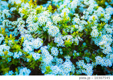 ユキヤナギの白い花 ユキヤナギの白い花 10307545
