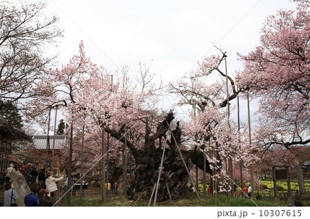 山高神代ザクラ 10307615